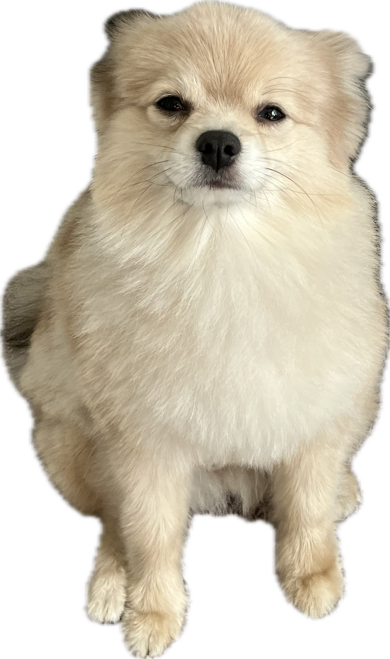 Good boy